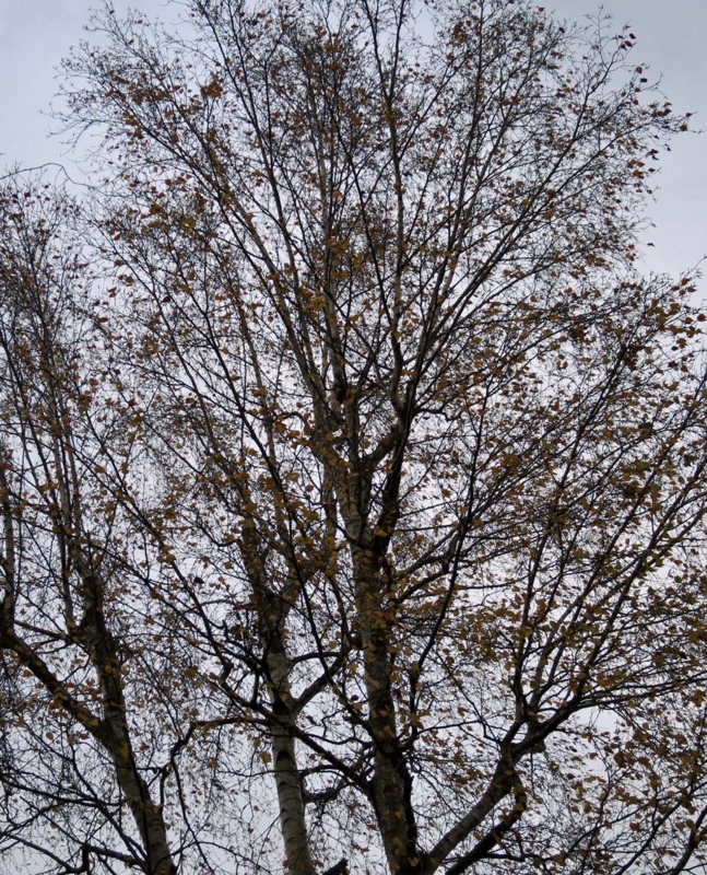 f:id:atarou:20131108171246j:image