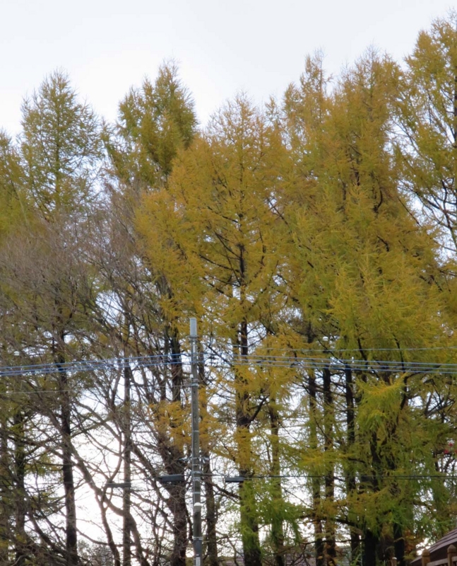 f:id:atarou:20131108173114j:image