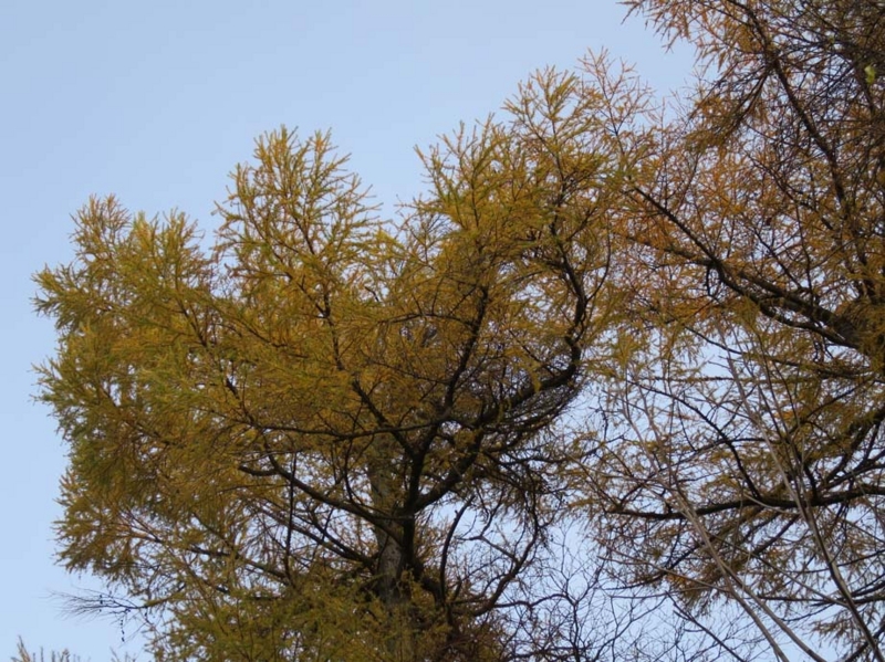 f:id:atarou:20131110092745j:image