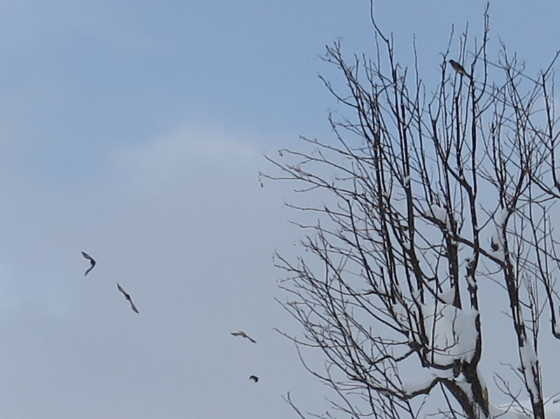 f:id:atarou:20140123090254j:image