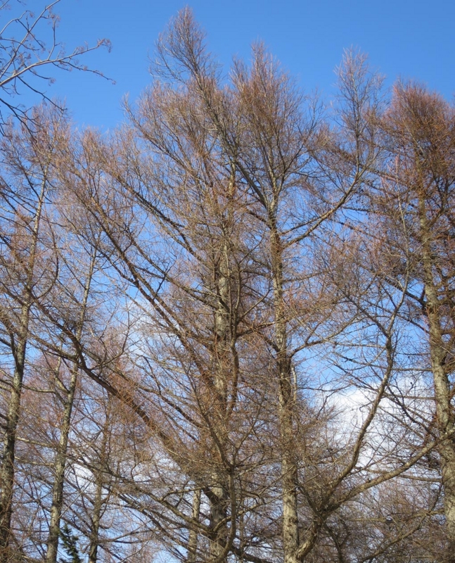 f:id:atarou:20140302083513j:image