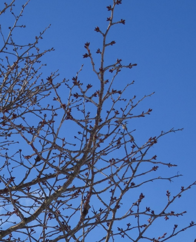 f:id:atarou:20140302090758j:image