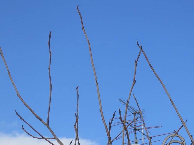 f:id:atarou:20140302090800j:image