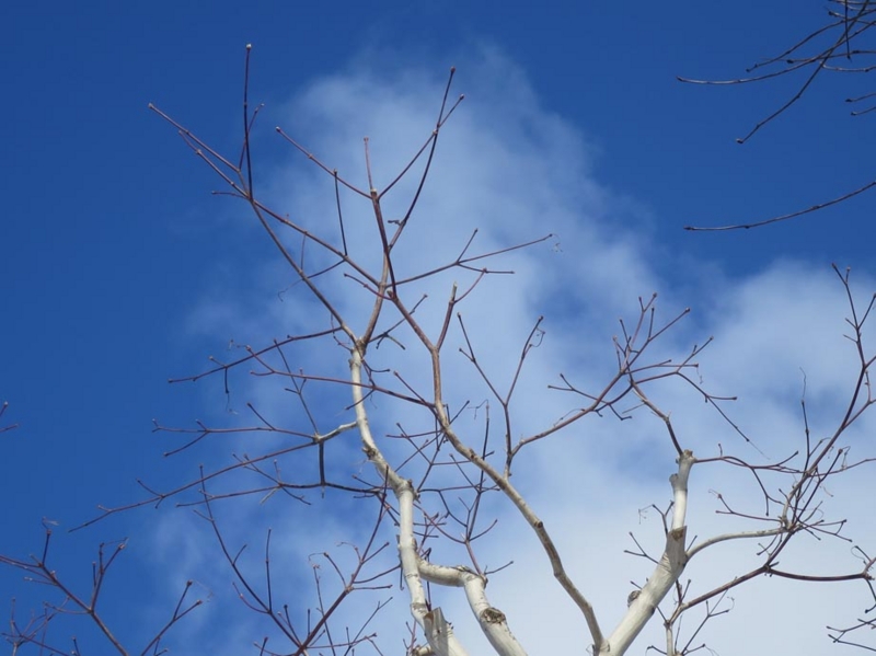 f:id:atarou:20140303085000j:image