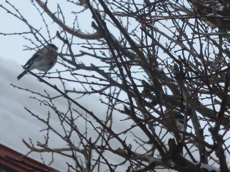 f:id:atarou:20140303091142j:image