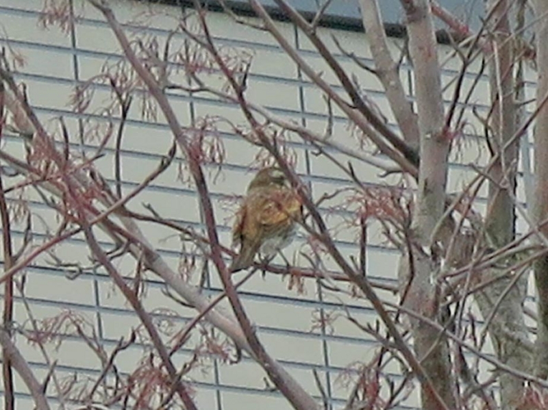 f:id:atarou:20140310085100j:image