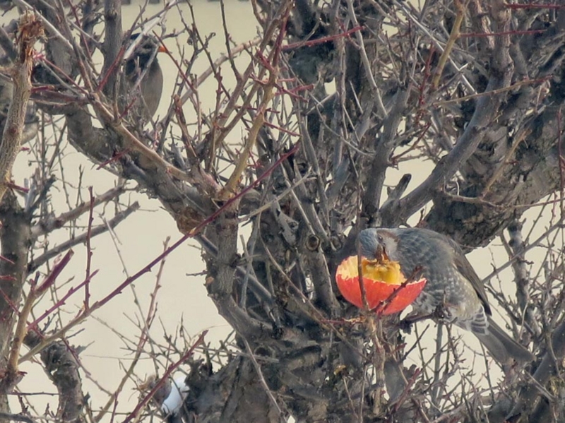 f:id:atarou:20140310085329j:image