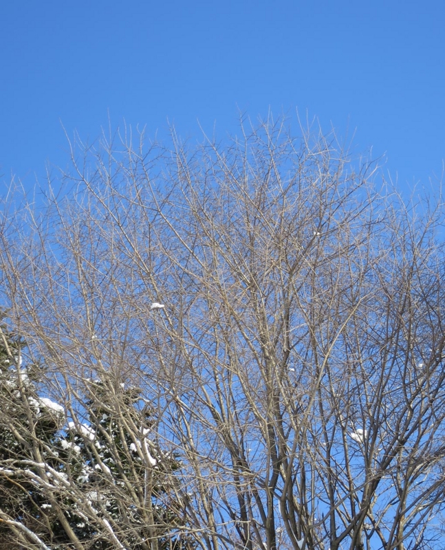 f:id:atarou:20140311091421j:image