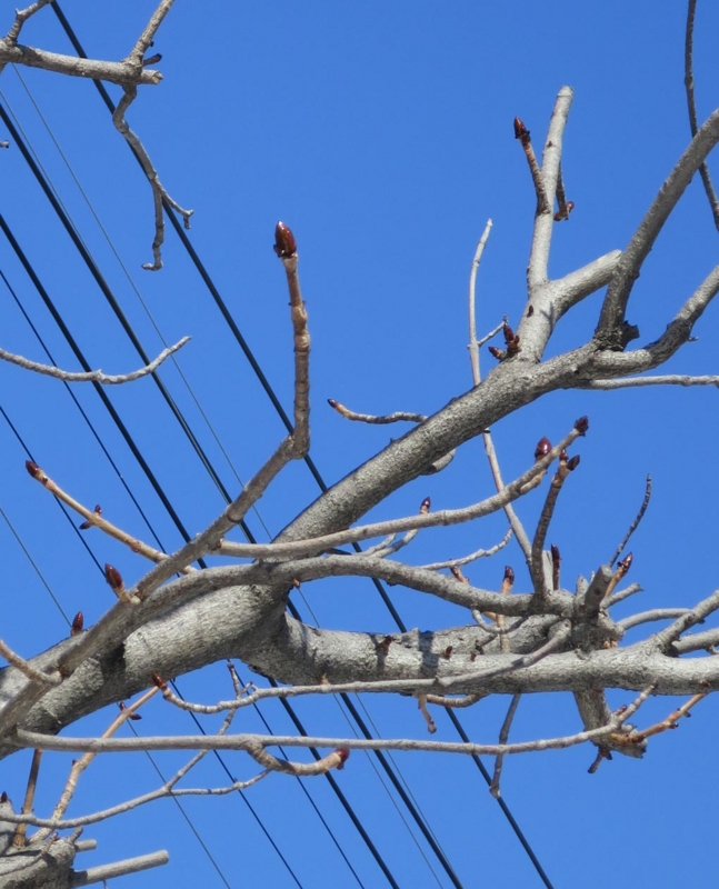f:id:atarou:20140318063318j:image