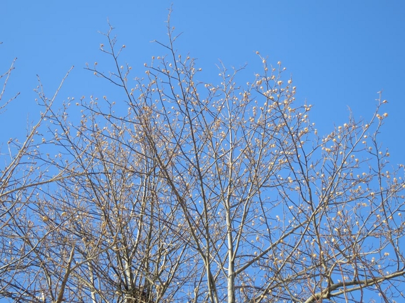 f:id:atarou:20140318071602j:image
