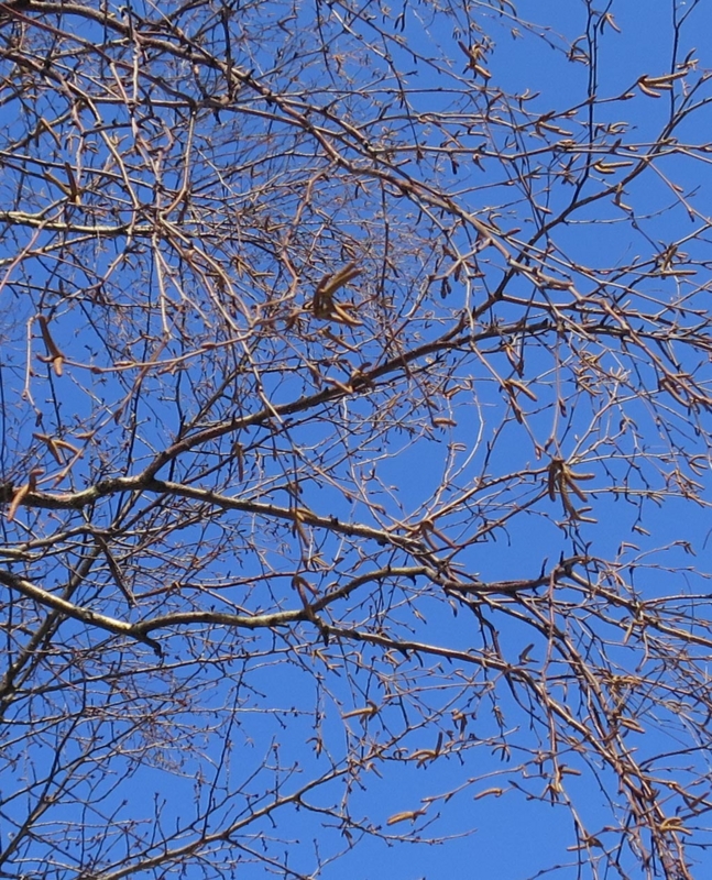 f:id:atarou:20140318085012j:image