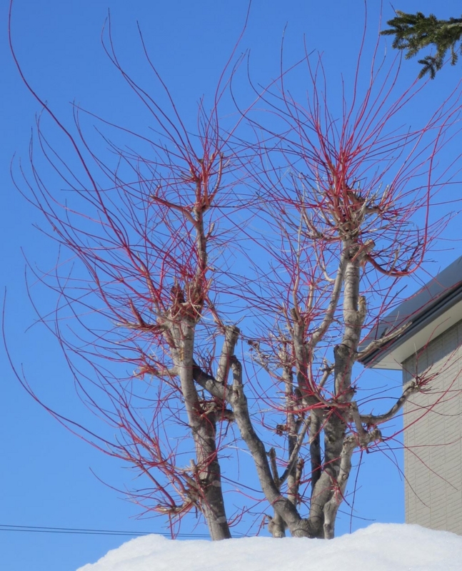 f:id:atarou:20140324072231j:image