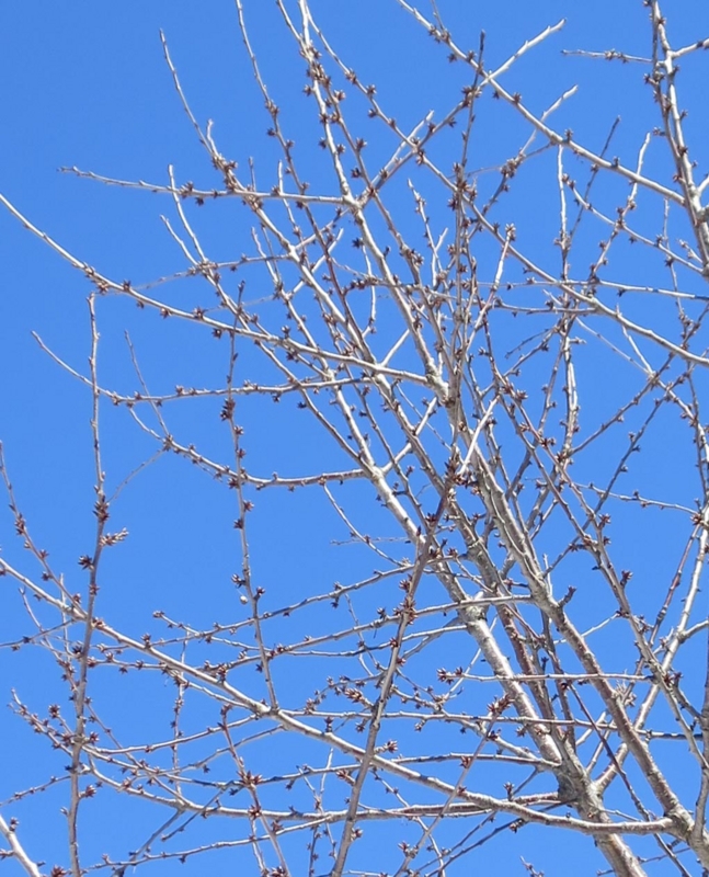 f:id:atarou:20140324084706j:image