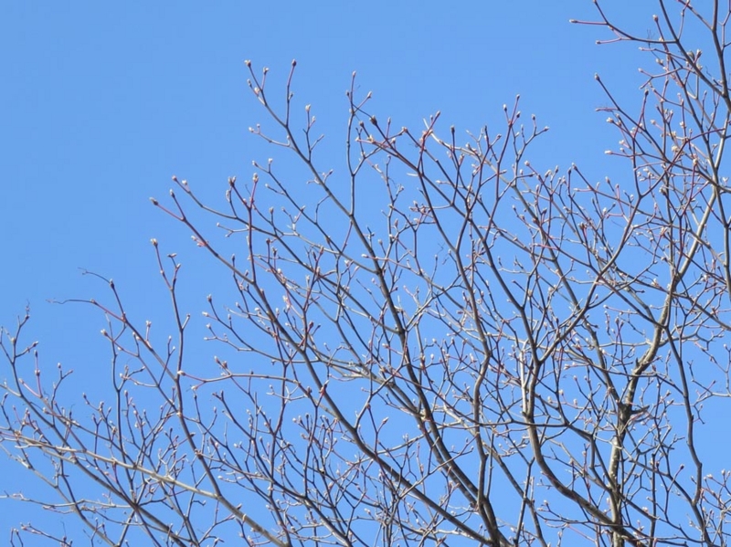f:id:atarou:20140330092423j:image