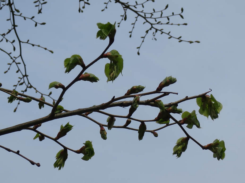 f:id:atarou:20140509071128j:image