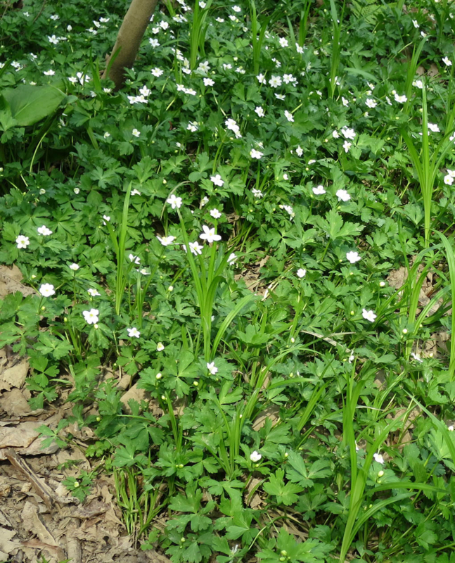 f:id:atarou:20140509072648j:image