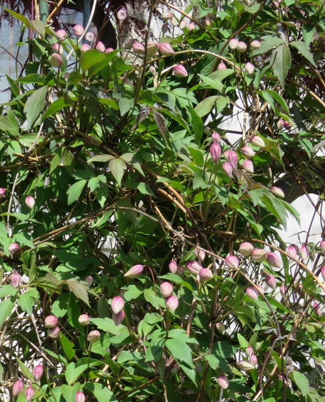 f:id:atarou:20140526083816j:image