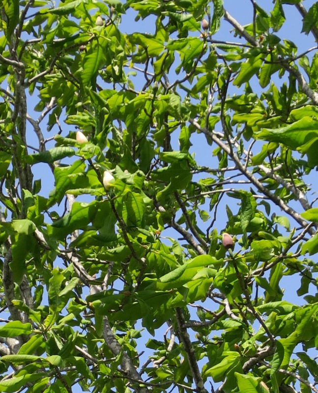 f:id:atarou:20140528084328j:image
