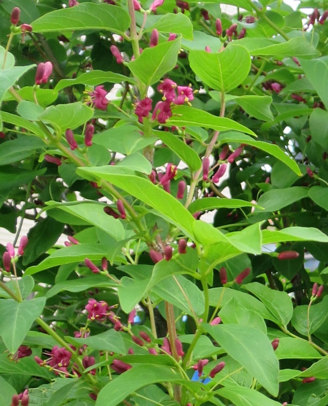 f:id:atarou:20140530164637j:image