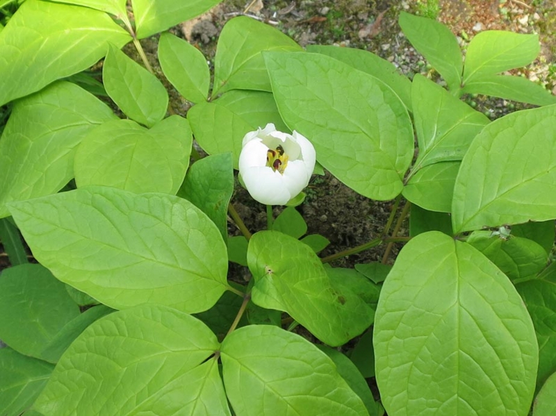 f:id:atarou:20140530165710j:image