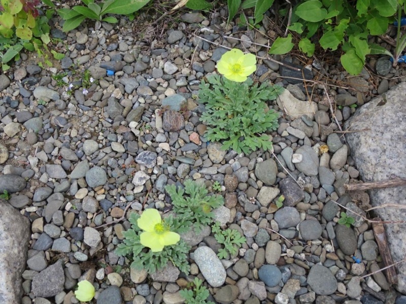 f:id:atarou:20140530165714j:image