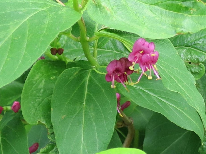 f:id:atarou:20140530170501j:image