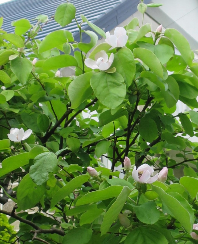 f:id:atarou:20140530170503j:image