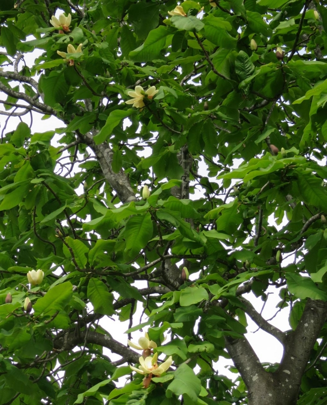 f:id:atarou:20140601053352j:image
