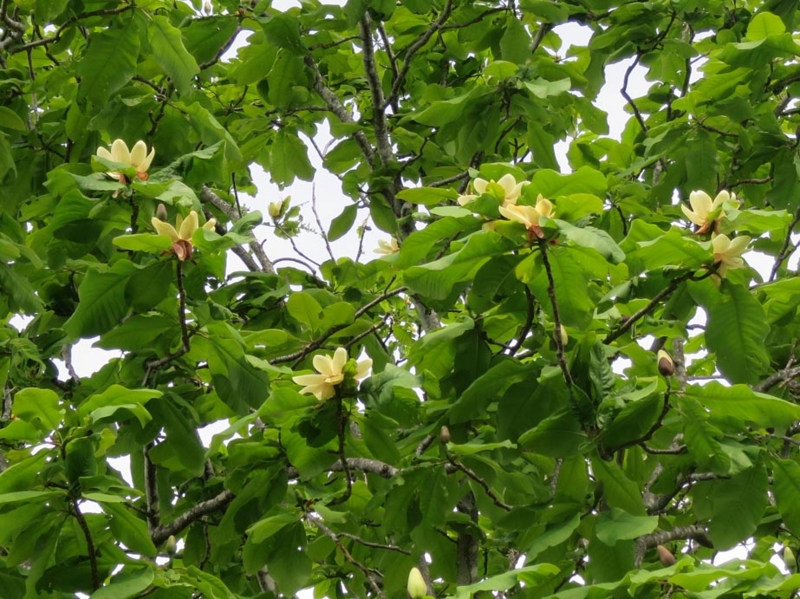 f:id:atarou:20140601055511j:image