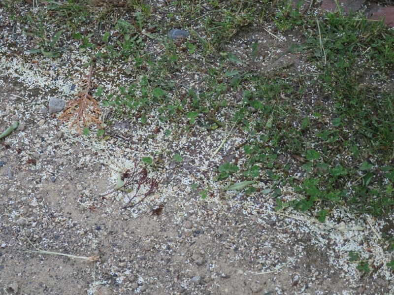f:id:atarou:20140603180403j:image