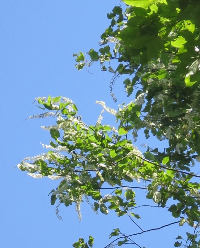 f:id:atarou:20140604060651j:image