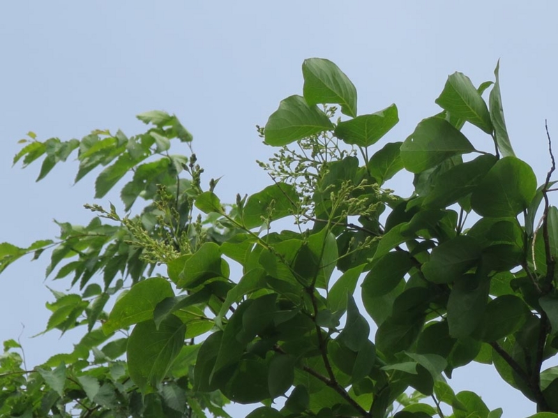 f:id:atarou:20140605200029j:image
