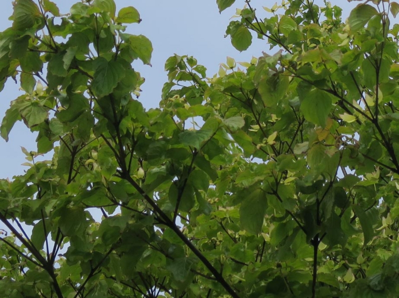 f:id:atarou:20140606070120j:image