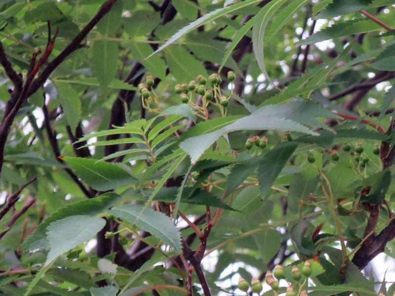 f:id:atarou:20140607060337j:image