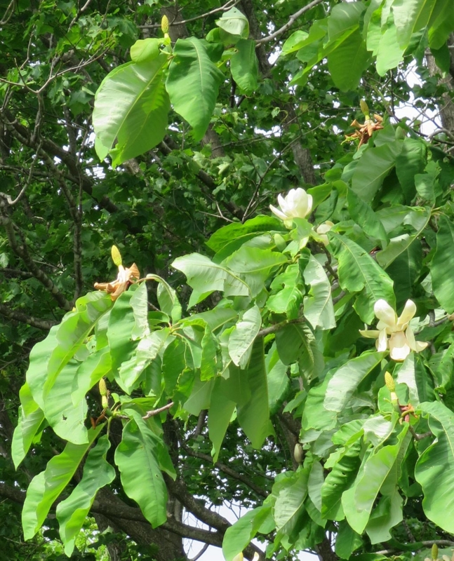 f:id:atarou:20140608062551j:image