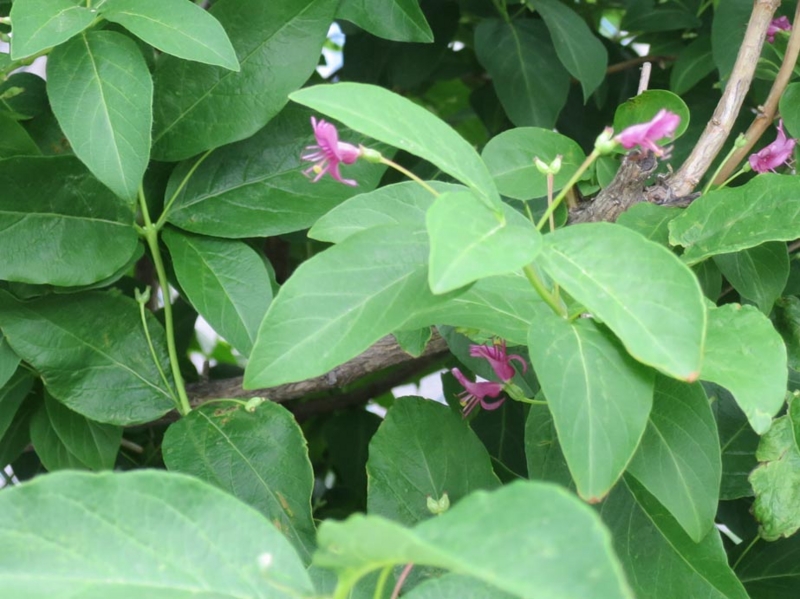 f:id:atarou:20140608064648j:image