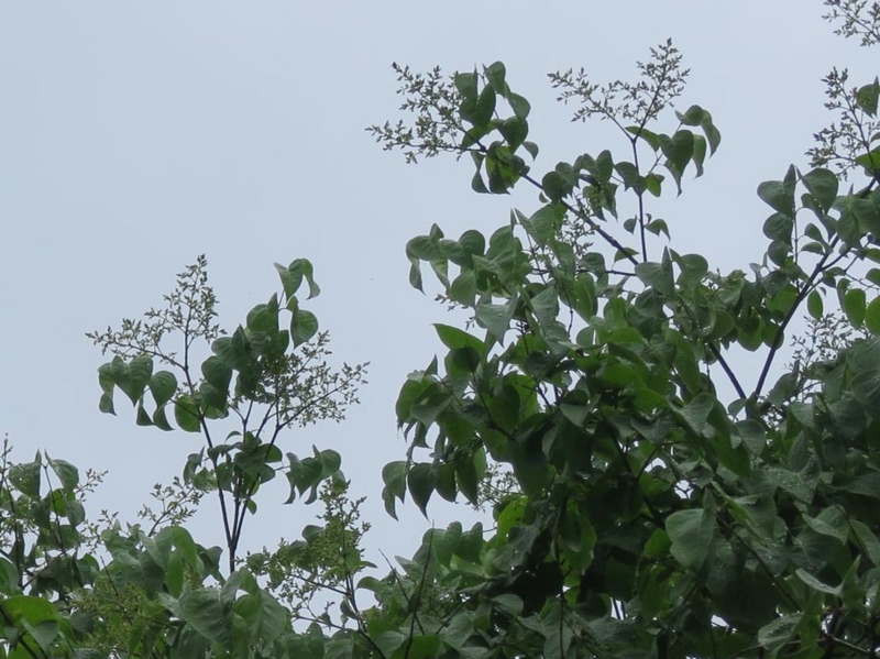 f:id:atarou:20140609062300j:image