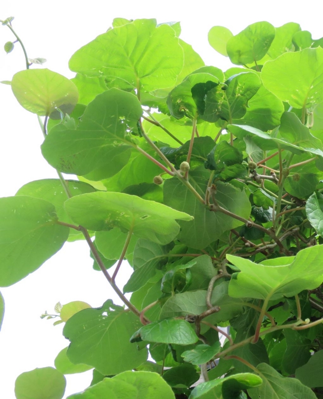 f:id:atarou:20140611054206j:image