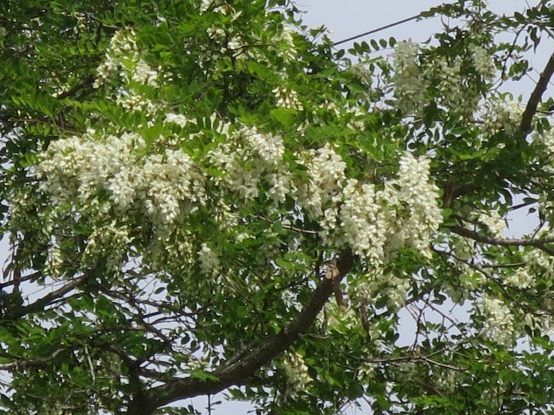 f:id:atarou:20140611054208j:image