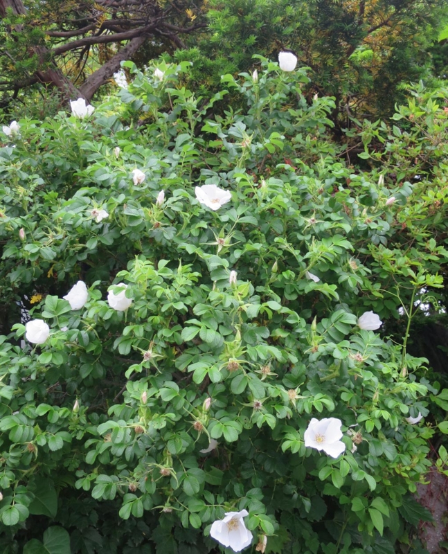f:id:atarou:20140612060935j:image f:id:atarou:20140612060935j:image