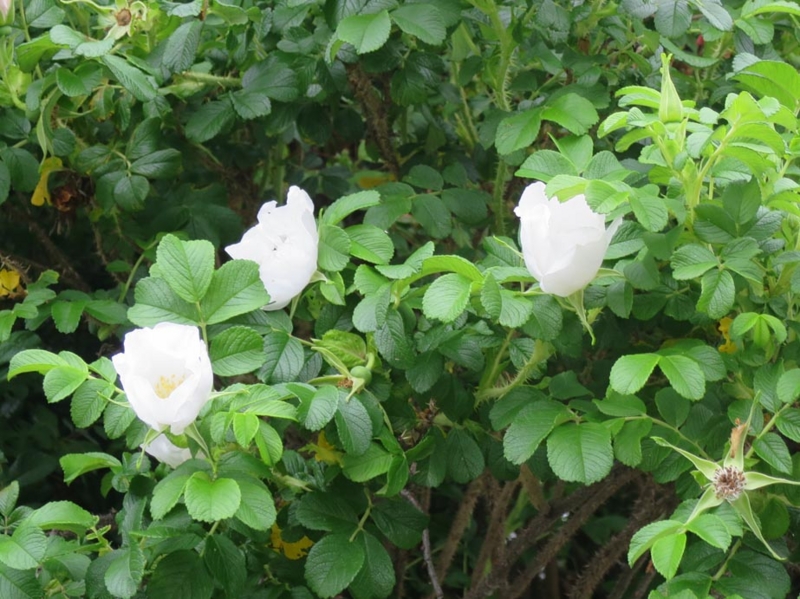 f:id:atarou:20140612063413j:image f:id:atarou:20140612063413j:image