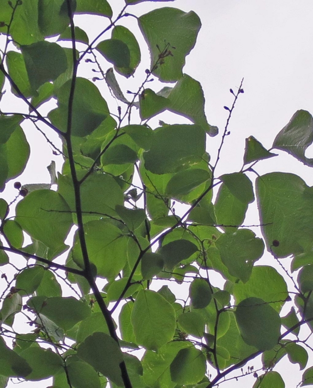f:id:atarou:20140614064347j:image
