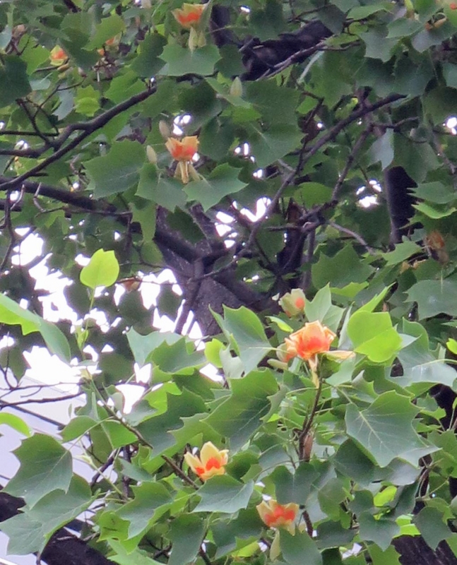 f:id:atarou:20140617081041j:image