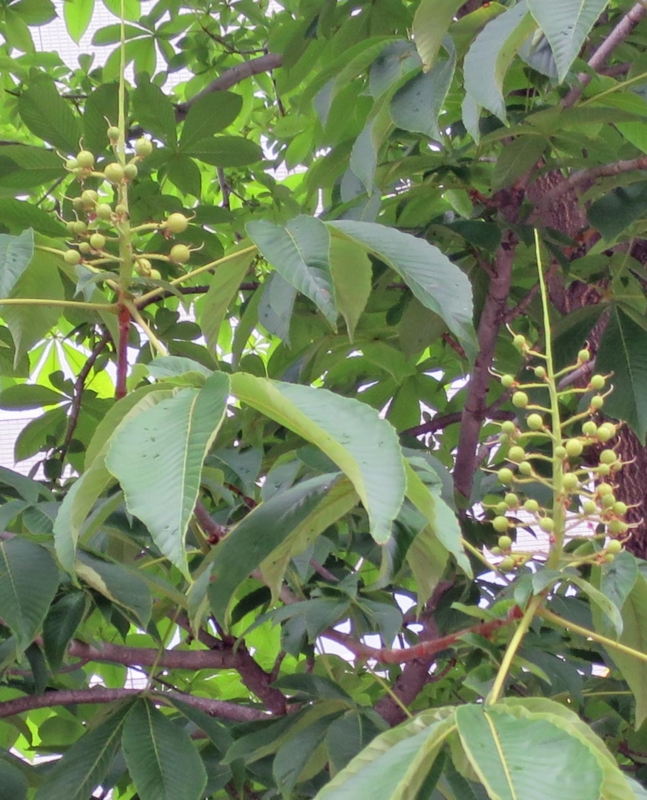 f:id:atarou:20140617082745j:image