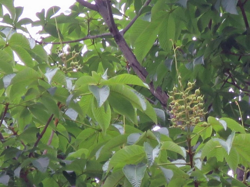 f:id:atarou:20140617082747j:image