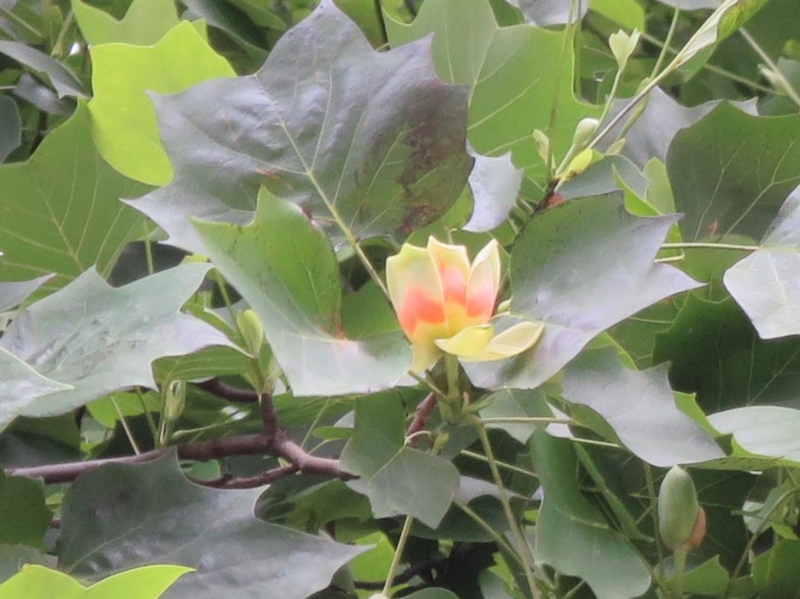 f:id:atarou:20140617083453j:image