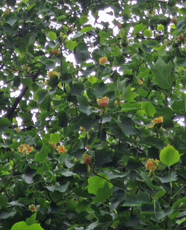 f:id:atarou:20140617083455j:image