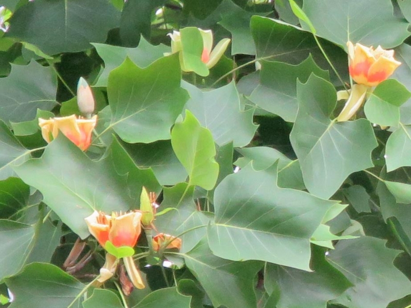 f:id:atarou:20140617083845j:image
