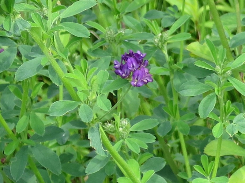 f:id:atarou:20140619064721j:image