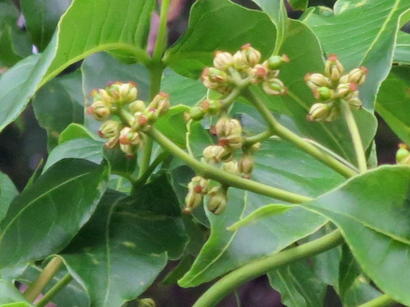 f:id:atarou:20140619065252j:image
